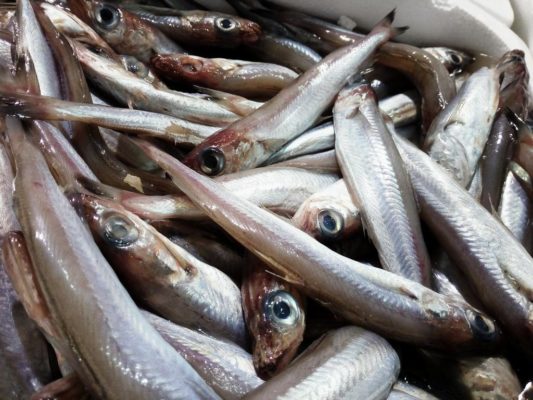 BACALADITO-LIRIO FRESCO