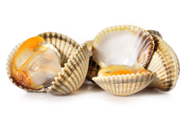 Berberecho gallego gordo