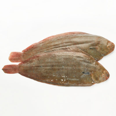 LENGUADO PISCIFACTORIA